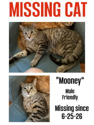 Lost Male Cat last seen Florida and Eaton Ct, Lakewood, CO 80232
