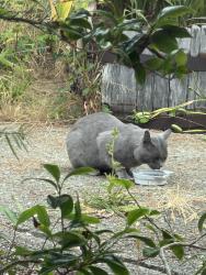 Reunited Unknown Cat last seen Near Lexington Ave, San Mateo, CA 94402, USA, San Mateo, CA 94402