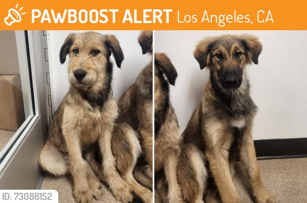 Found/Stray Male Dog last seen Paxton and Glenoaks 91331, Los Angeles, CA 91331