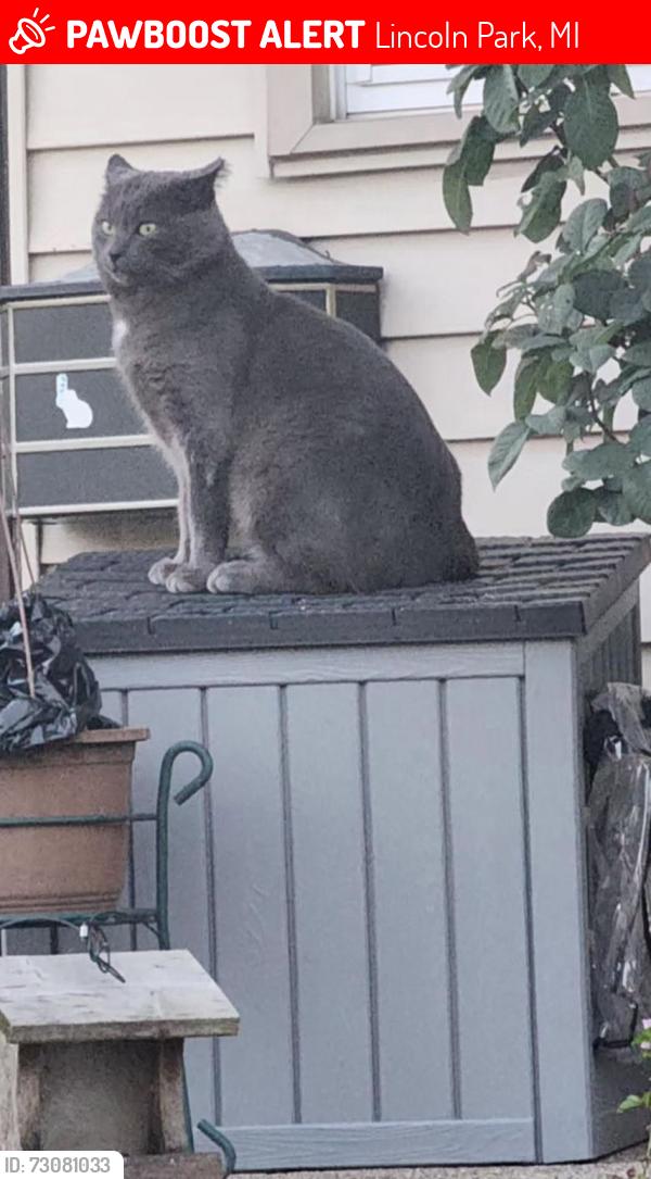 Lost Male Cat last seen River Drive near Champaign, Lincoln Park, MI 48146