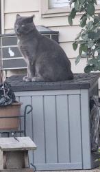 Lost Male Cat last seen River Drive near Champaign, Lincoln Park, MI 48146