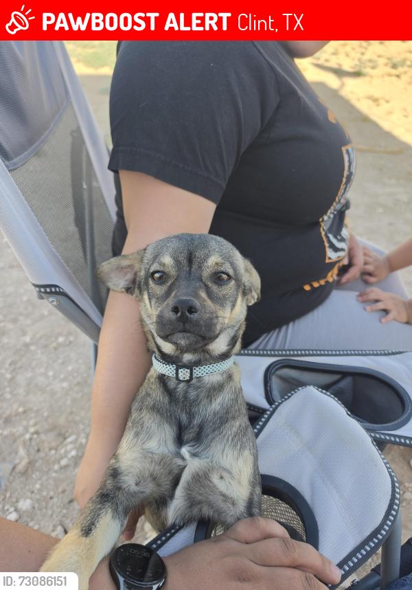 Lost Male Dog last seen Fortuna st, Clint, TX 79836