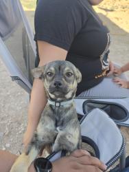 Lost Male Dog last seen Fortuna st, Clint, TX 79836