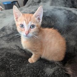 Shelter Stray Male Cat last seen , 8020 Washington St, Port Richey, FL 34668, USA