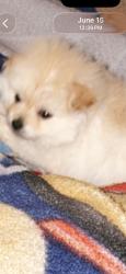 Reunited Male Dog last seen Versailles apmt, Hazel Crest, IL 60429