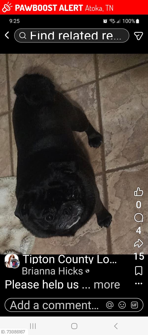 Lost Female Dog last seen Bethel road, Atoka, TN 38058