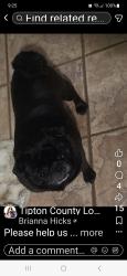 Lost Female Dog last seen Bethel road, Atoka, TN 38058