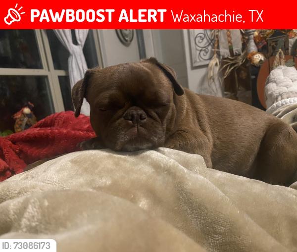 Lost Female Dog last seen Westmoreland, Oxford Ranch, Maddie Lane, Waxahachie, TX 75167