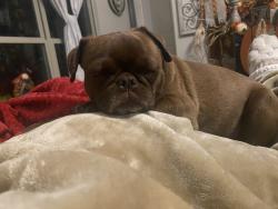 Lost Female Dog last seen Westmoreland, Oxford Ranch, Maddie Lane, Waxahachie, TX 75167