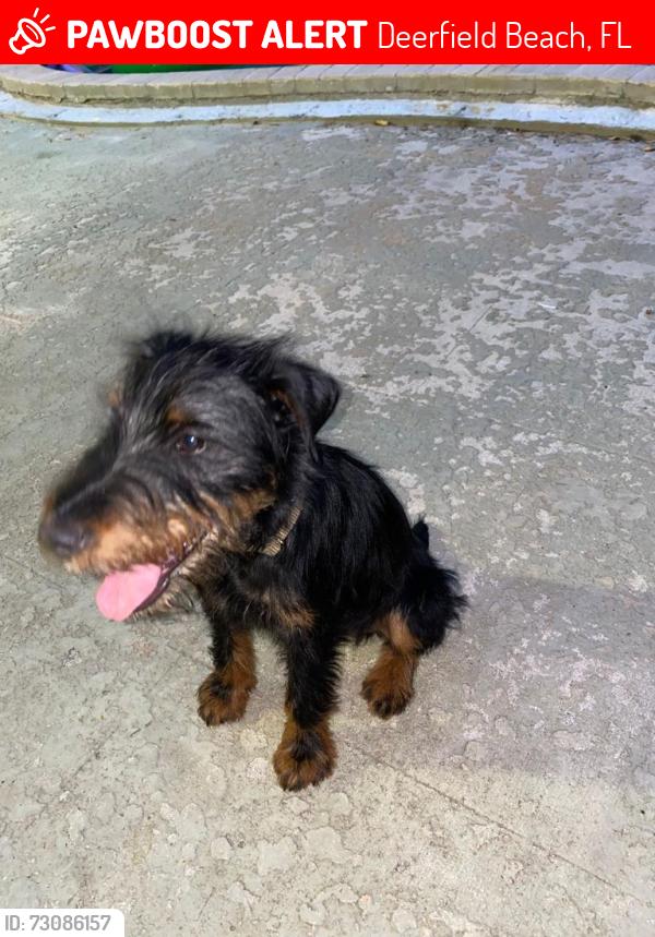 Lost Male Dog last seen CBF school deerfield beach, Deerfield Beach, FL 33442