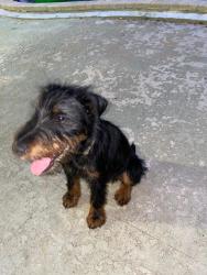 Lost Male Dog last seen CBF school deerfield beach, Deerfield Beach, FL 33442
