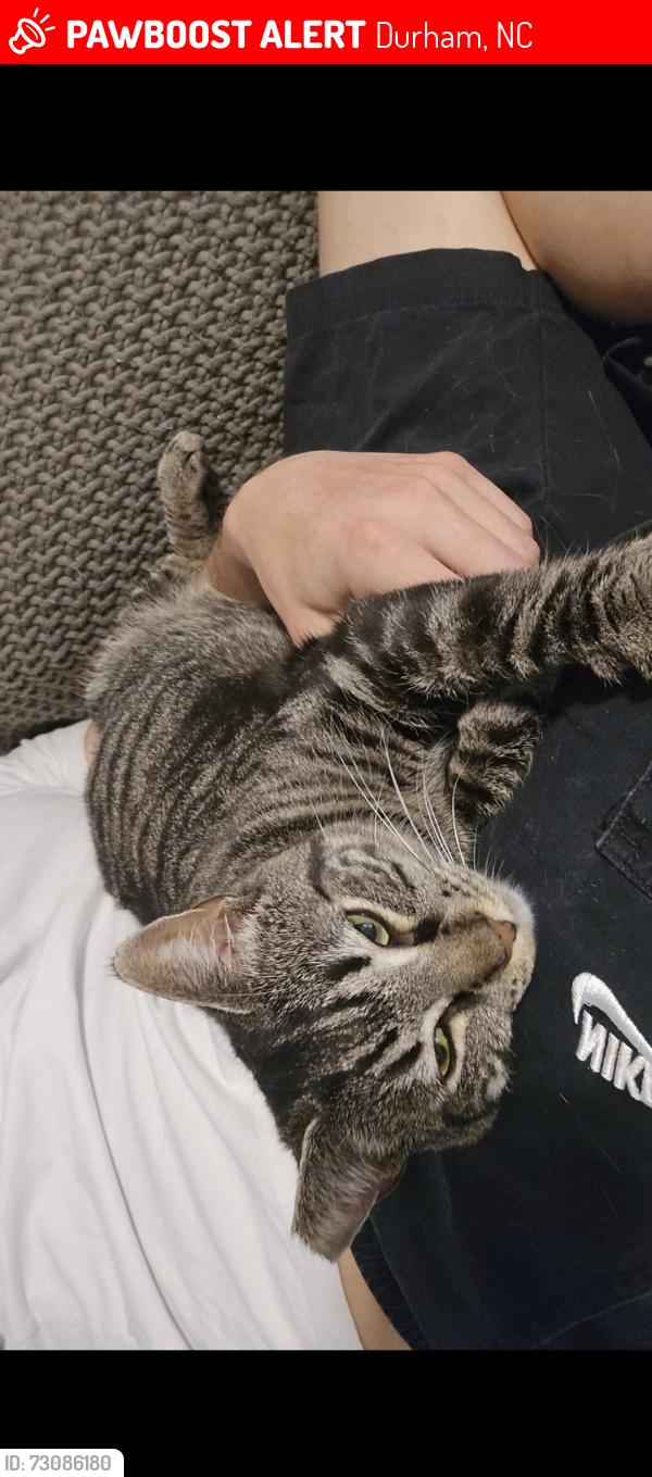 Lost Female Cat last seen Behind willow bridge s, possibly under a porch or crawlspace, Durham, NC 27707