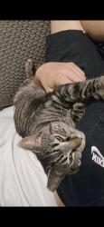 Lost Female Cat last seen Behind willow bridge s, possibly under a porch or crawlspace, Durham, NC 27707