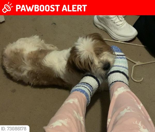 Lost Male Dog last seen Highway 21 East, Nacogdoches County, TX 75961