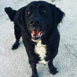 Reunited Female Dog last seen Near narrow way dr, Lafayette, La , Lafayette, LA 70508