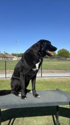 Lost Male Dog last seen Calle portillo, Temecula, CA 92592