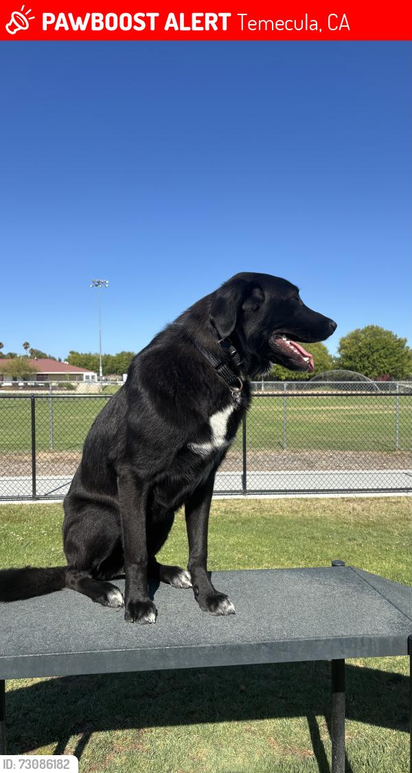 Lost Male Dog last seen Calle portillo, Temecula, CA 92592