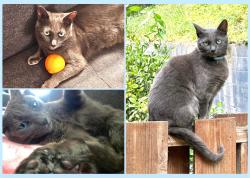 Lost Female Cat last seen Banning Dr, Oakland, CA 94611
