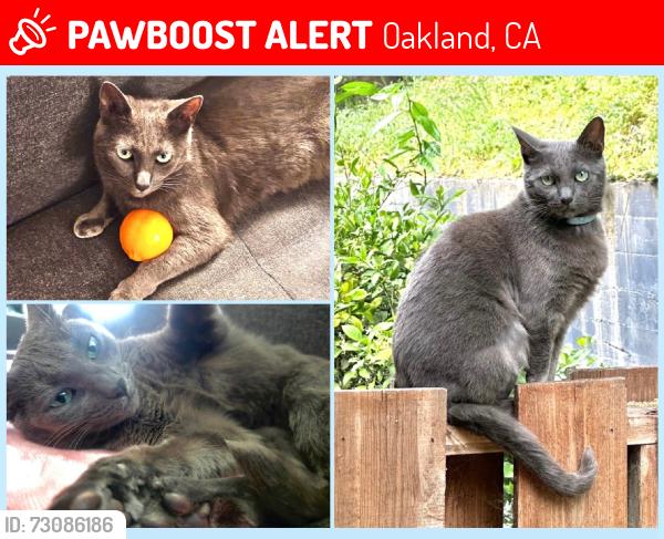 Lost Female Cat last seen Banning Dr, Oakland, CA 94611