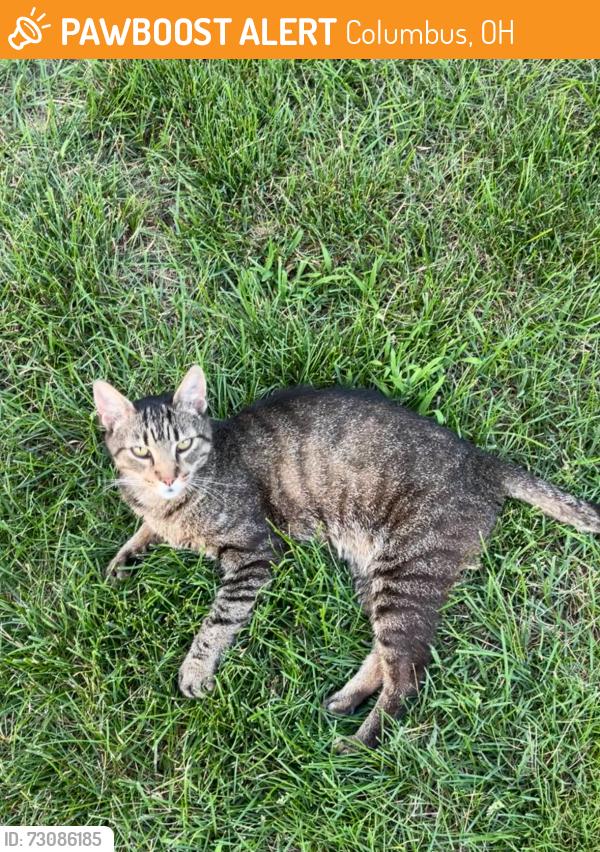 Found/Stray Male Cat last seen Shanley Dr and Karl rd, Columbus, OH 43224