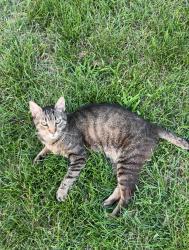 Found/Stray Male Cat last seen Shanley Dr and Karl rd, Columbus, OH 43224