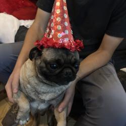 Lost Male Dog last seen av. maravillas y olivos, Ecatepec de Morelos, Méx. 55220