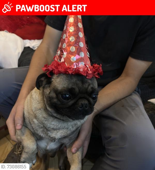 Lost Male Dog last seen av. maravillas y olivos, Ecatepec de Morelos, Méx. 55220
