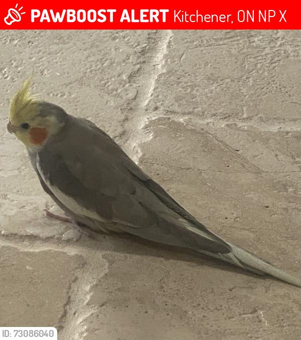 Lost Unknown Bird last seen Deer Ridge Dr, Kitchener, ON N2P 2X9