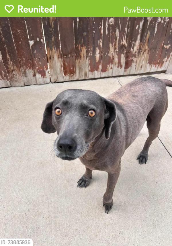 Reunited Female Dog last seen Cedar and Division, Lockport, IL 60441