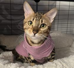 Lost Female Cat last seen Delphia, Chicago, IL 60656