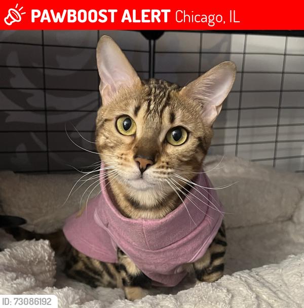 Lost Female Cat last seen Delphia, Chicago, IL 60656