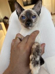 Lost Female Cat last seen Seneca st and melrose , Buffalo, NY 14210