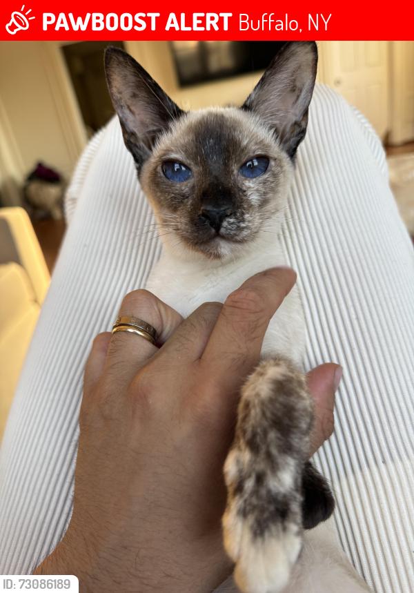 Lost Female Cat last seen Seneca st and melrose , Buffalo, NY 14210