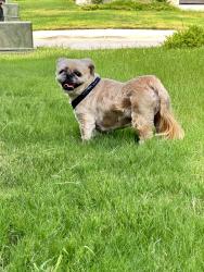 Found/Stray Male Dog last seen Prescott Oaks - Mayowa Street, San Antonio, TX 78254