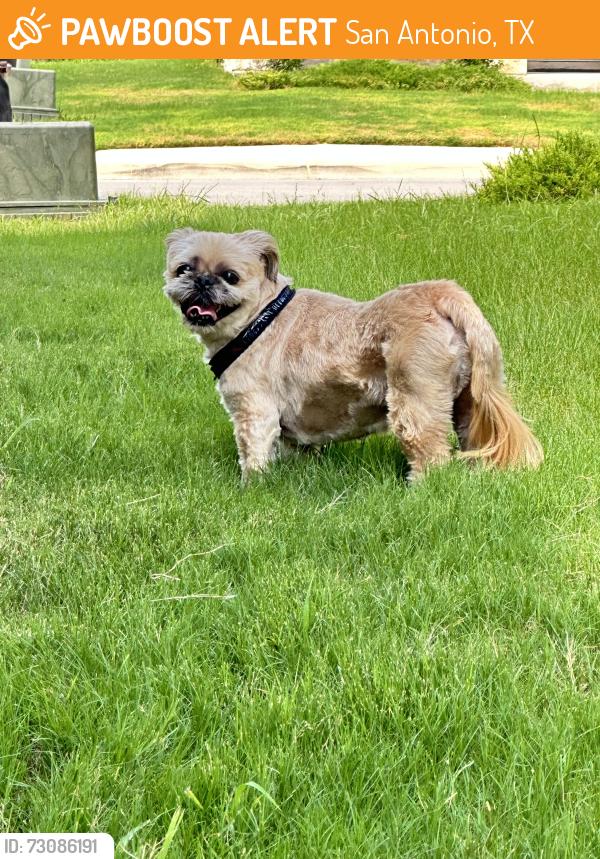Found/Stray Male Dog last seen Prescott Oaks - Mayowa Street, San Antonio, TX 78254