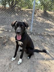 Found/Stray Unknown Dog last seen Found at globeville landing park in Rino, Denver, CO 80211