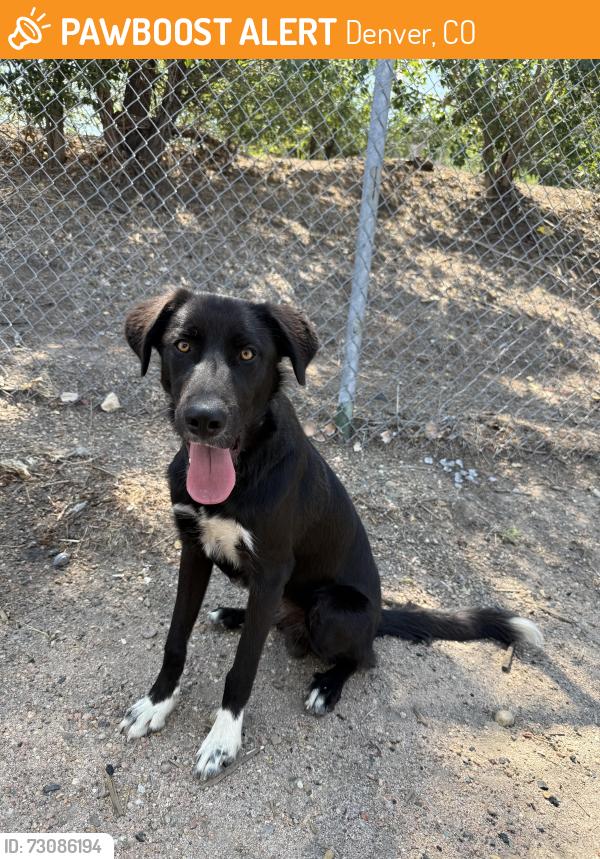 Found/Stray Unknown Dog last seen Found at globeville landing park in Rino, Denver, CO 80211