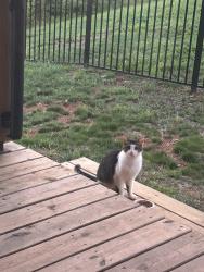 Found/Stray Unknown Cat last seen Off lamb mountain rd, Henderson County, NC 28792