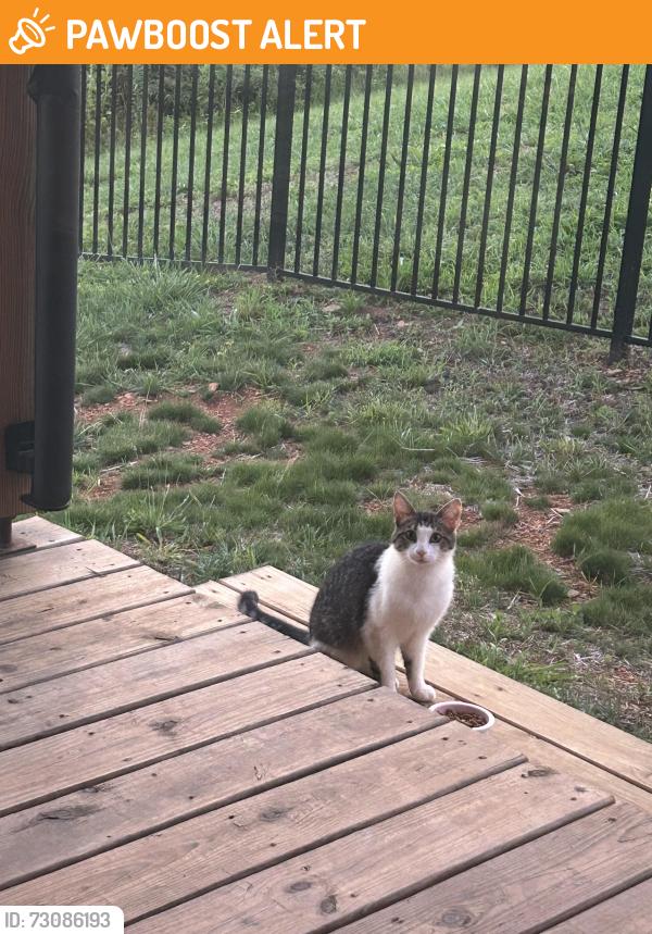 Found/Stray Unknown Cat last seen Off lamb mountain rd, Henderson County, NC 28792