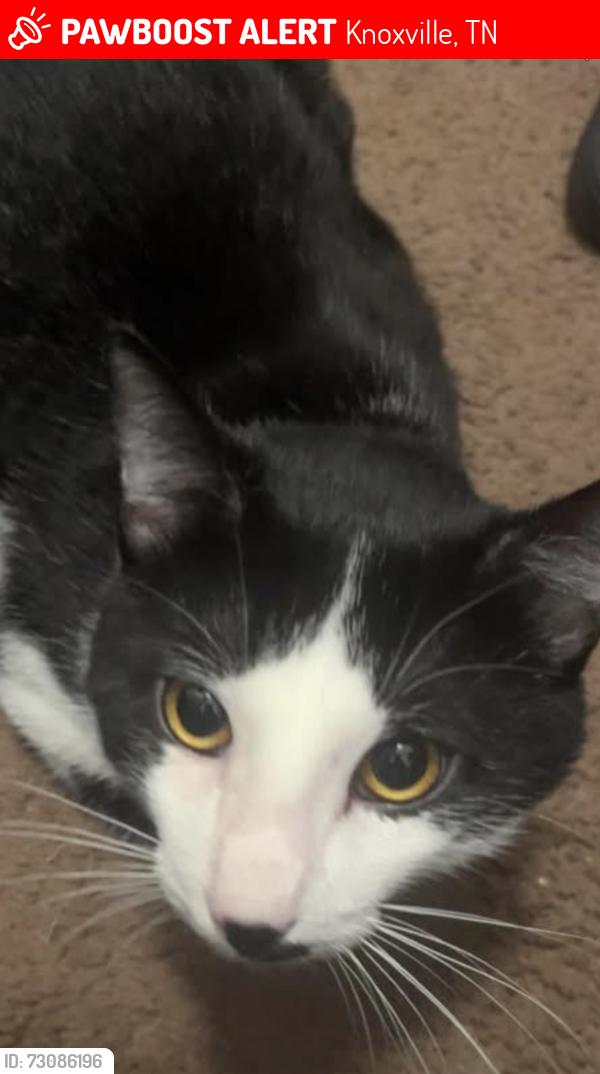 Lost Male Cat last seen northshore, farmington, and roads in knoxville, Knoxville, TN 37902