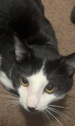 Lost Male Cat last seen northshore, farmington, and roads in knoxville, Knoxville, TN 37902