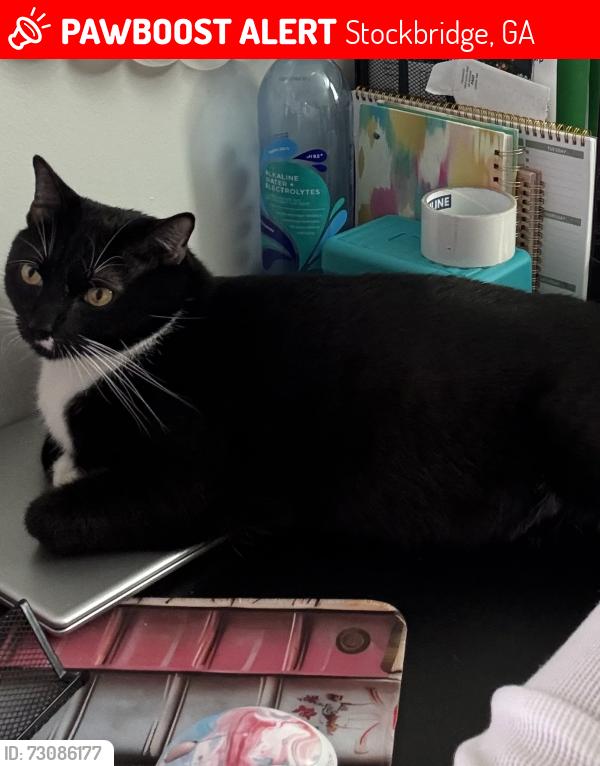 Lost Male Cat last seen Walt Stevens rd and Flippen rd, Stockbridge, GA 30281