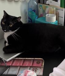 Lost Male Cat last seen Walt Stevens rd and Flippen rd, Stockbridge, GA 30281