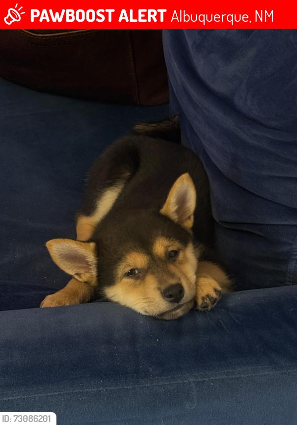 Lost Female Dog last seen Indian School and Moon, ABQ NM., Albuquerque, NM 87112