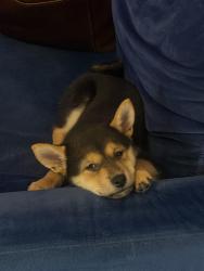 Lost Female Dog last seen Indian School and Moon, ABQ NM., Albuquerque, NM 87112