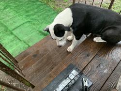 Found/Stray Female Dog last seen Near polk road Wauchula X, Wauchula, FL 33873