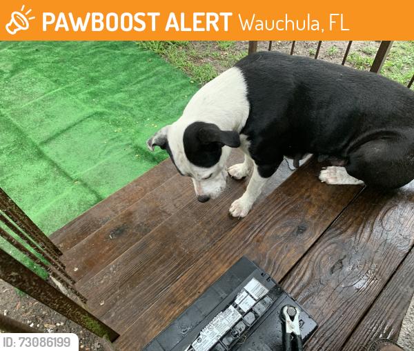 Found/Stray Female Dog last seen Near polk road Wauchula X, Wauchula, FL 33873