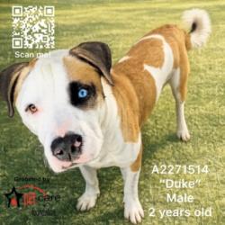 Shelter Stray Male Dog last seen , 1850 W 60th St, Los Angeles, CA 90047, USA
