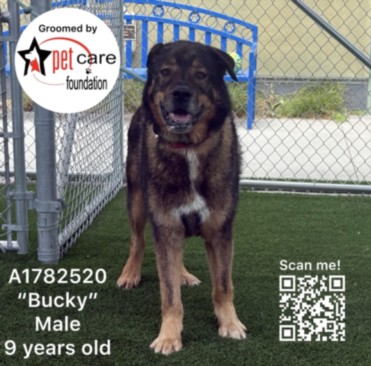 Shelter Stray Male Dog last seen , 1850 W 60th St, Los Angeles, CA 90047, USA