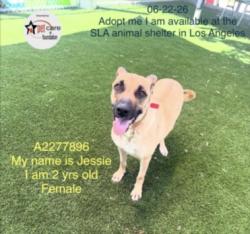 Shelter Stray Female Dog last seen , 1850 W 60th St, Los Angeles, CA 90047, USA
